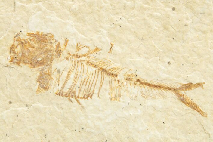 Juvenile Fossil Fish (Diplomystus) - Wyoming #318574